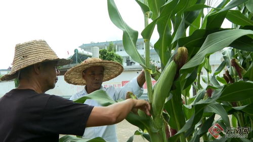 云南保山昌寧 秋糧田間管護忙，科技護航助豐收